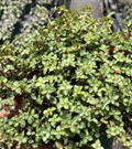 Glauca Pilea